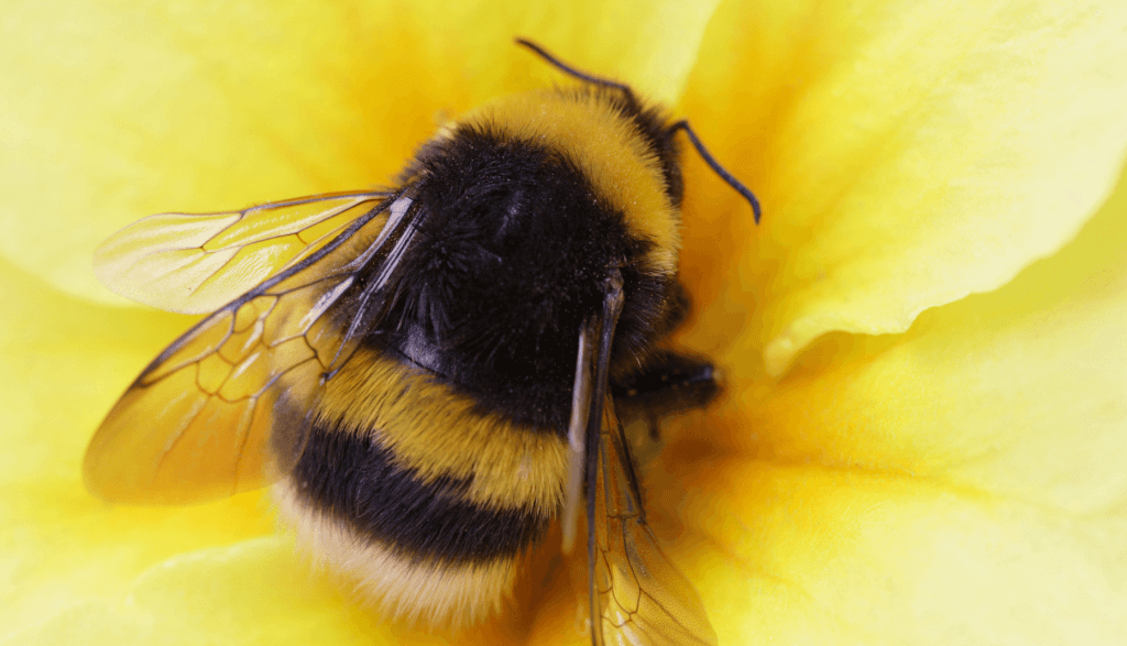 Bee There Fundraiser for Aldingbourne Trust